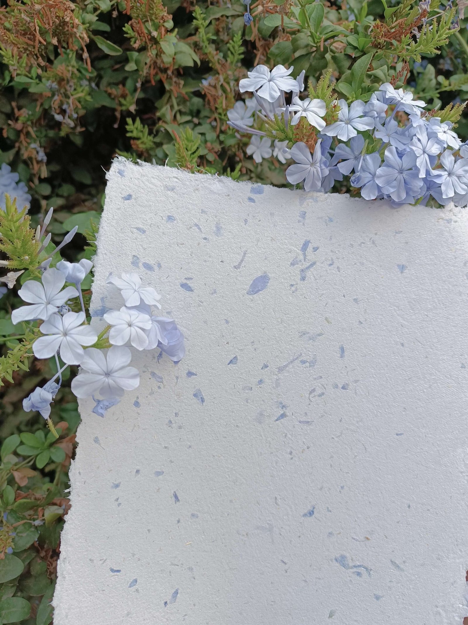Papel reciclado artesanal con pétalos azules de plúmbago